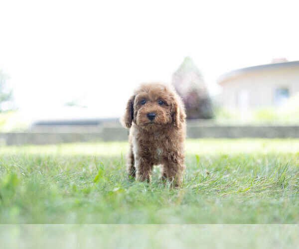 Medium Photo #10 Poodle (Miniature) Puppy For Sale in WARSAW, IN, USA