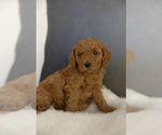 Small Photo #9 Poodle (Miniature) Puppy For Sale in WEST JORDAN, UT, USA