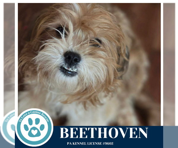 Medium Photo #2 Shih Tzu-Unknown Mix Puppy For Sale in Kimberton, PA, USA