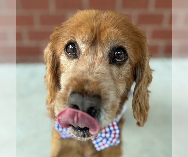 Medium Photo #7 Cocker Spaniel Puppy For Sale in Arlington, VA, USA