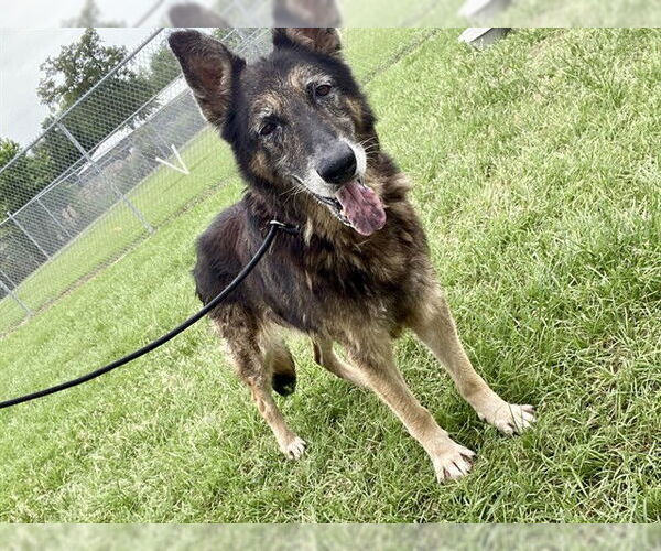 Medium Photo #1 German Shepherd Dog-Unknown Mix Puppy For Sale in Conroe, TX, USA