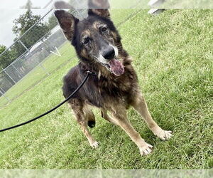 German Shepherd Dog-Unknown Mix Dogs for adoption in Conroe, TX, USA
