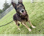 Small German Shepherd Dog Mix