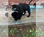 Small Photo #18 Cane Corso-German Shorthaired Pointer Mix Puppy For Sale in CLAY CITY, KY, USA