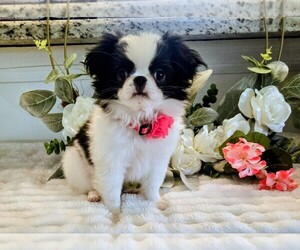 Japanese Chin Puppy for sale in VIERA, FL, USA