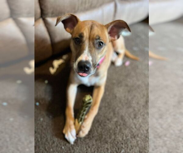 Medium Photo #4 American Pit Bull Terrier-Unknown Mix Puppy For Sale in Holly Springs, NC, USA