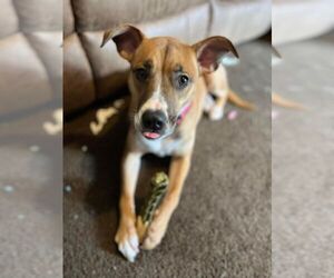 Honey (Courtesy) - Female American Pit Bull Terrier-Unknown Mix Dog for Adoption - Photo #4