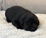 Small Photo #3 Labrador Retriever Puppy For Sale in HIGH POINT, NC, USA