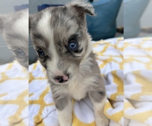 Medium Miniature Australian Shepherd