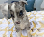 Puppy Patches Miniature Australian Shepherd