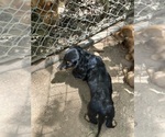 Small #3 Dachshund
