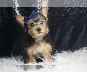 Medium Yorkshire Terrier