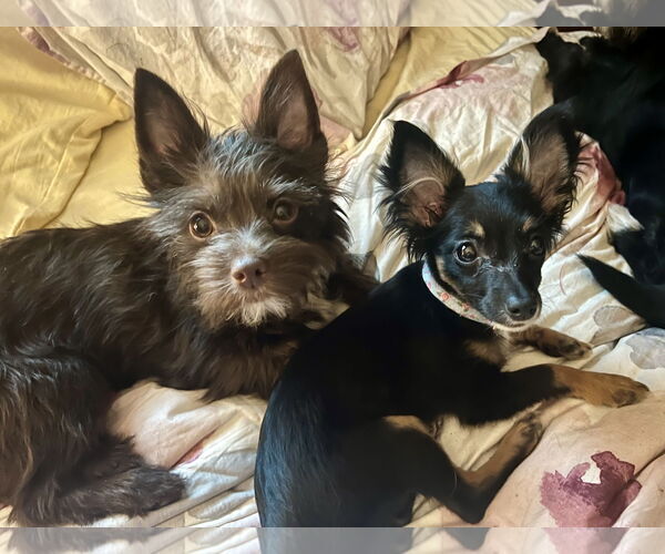 Medium Photo #2 Chihuahua-Unknown Mix Puppy For Sale in Staten Island, NY, USA