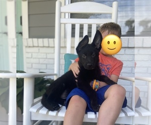 German Shepherd Dog Puppy for sale in ALACHUA, FL, USA