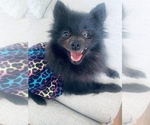 Pomeranian Dogs for adoption in ROCHESTER, NY, USA