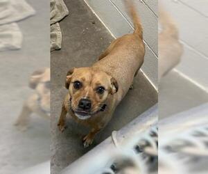 American Pit Bull Terrier-Unknown Mix Dogs for adoption in Olathe, KS, USA