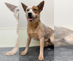 Mutt Dogs for adoption in Great Bend, KS, USA