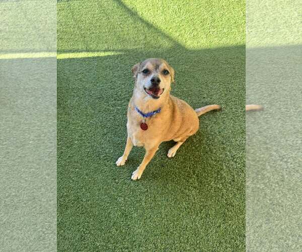 Medium Photo #7 Chihuahua-Unknown Mix Puppy For Sale in Tempe , AZ, USA