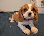 Puppy Betty Cavalier King Charles Spaniel