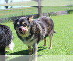Small Photo #2 Chihuahua Puppy For Sale in Chestertown, MD, USA