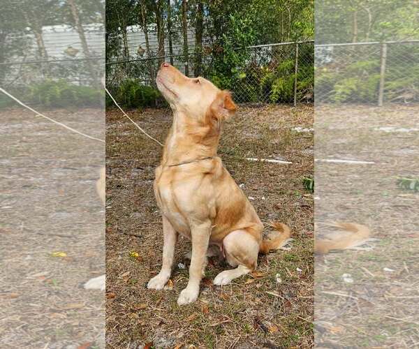 Medium Photo #2 Golden Retriever-Unknown Mix Puppy For Sale in Oviedo, FL, USA