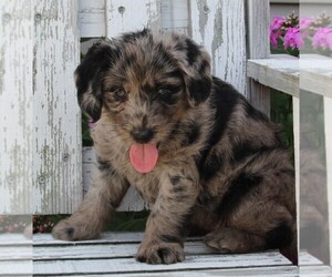 Labradoodle Puppy for sale in FREDERICKSBURG, OH, USA