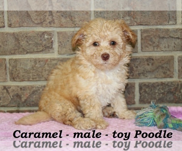 Medium Photo #4 Poodle (Toy) Puppy For Sale in CLARKRANGE, TN, USA