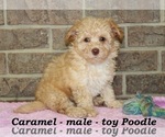 Small Photo #4 Poodle (Toy) Puppy For Sale in CLARKRANGE, TN, USA