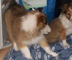 Small Photo #2 Shetland Sheepdog Puppy For Sale in ROSCOMMON, MI, USA