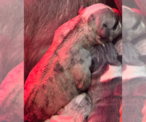 American Bully Puppy for sale in WALLINGFORD, CT, USA
