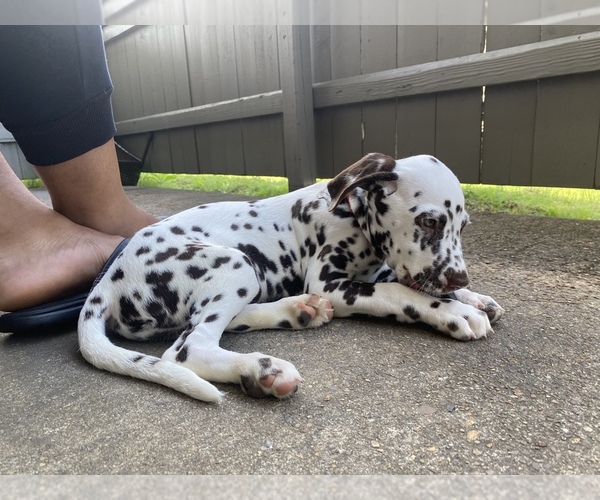 Medium Photo #12 Dalmatian Puppy For Sale in RIDGELAND, MS, USA