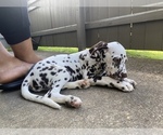 Small Photo #12 Dalmatian Puppy For Sale in RIDGELAND, MS, USA
