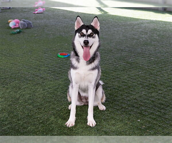 Medium Photo #2 Siberian Husky Puppy For Sale in Pasadena, CA, USA