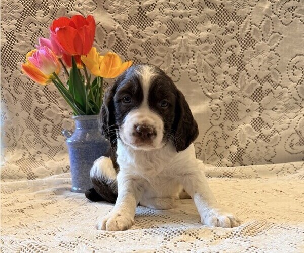 Medium Photo #1 English Springer Spaniel Puppy For Sale in OWEN, WI, USA