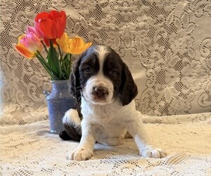 English Springer Spaniel Puppy for sale in OWEN, WI, USA