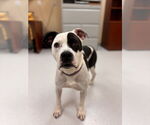 Small #6 American Pit Bull Terrier Mix