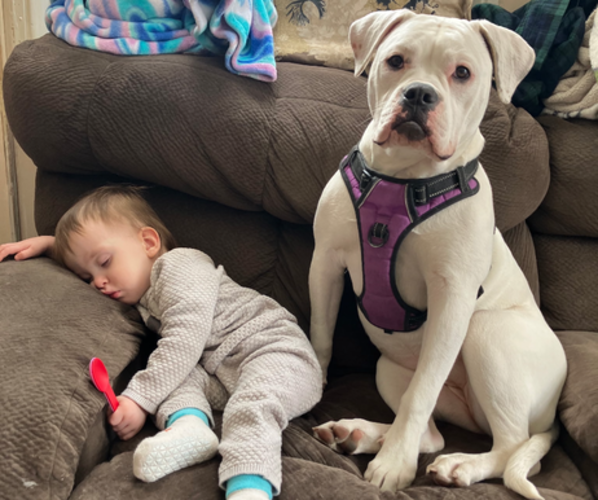 Medium Photo #2 American Bulldog Puppy For Sale in WAPWALLOPEN, PA, USA