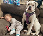 Shiloh - Female American Bulldog Puppy for Sale - Photo #2