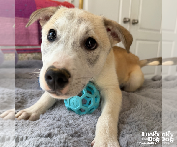 Medium Photo #11 Australian Shepherd-Unknown Mix Puppy For Sale in Washington, DC, USA