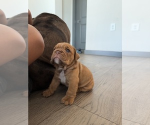 Bulldog Puppy for sale in NOKOMIS, FL, USA