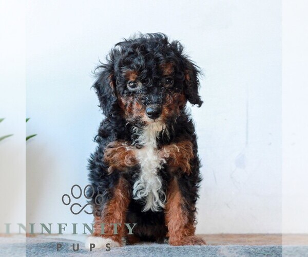 Medium Photo #3 Poodle (Miniature) Puppy For Sale in LITITZ, PA, USA