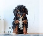 Small #2 Poodle (Miniature)