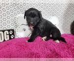 Puppy Trixie Golden Mountain Dog