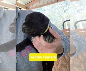 Medium Labrador Retriever