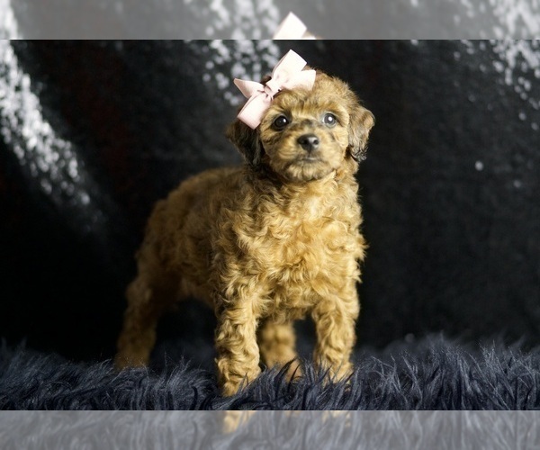 Medium Photo #2 Poodle (Toy) Puppy For Sale in WARSAW, IN, USA