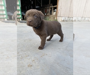 Labrador Retriever Puppy for sale in ESCALON, CA, USA