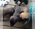 Small Photo #22 American Mastiff Puppy For Sale in ALEXANDRIA, VA, USA