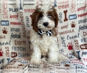 Cavapoo Puppy for sale in LAKELAND, FL, USA