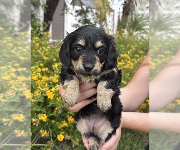 Medium Photo #1 Dachshund Puppy For Sale in CORONA, CA, USA