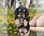 Puppy 2 Dachshund